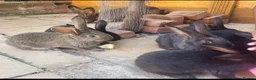 Continental Giant rabbits for sale: Giant Continental Rabbits READY TO LEAVE - Advert 2