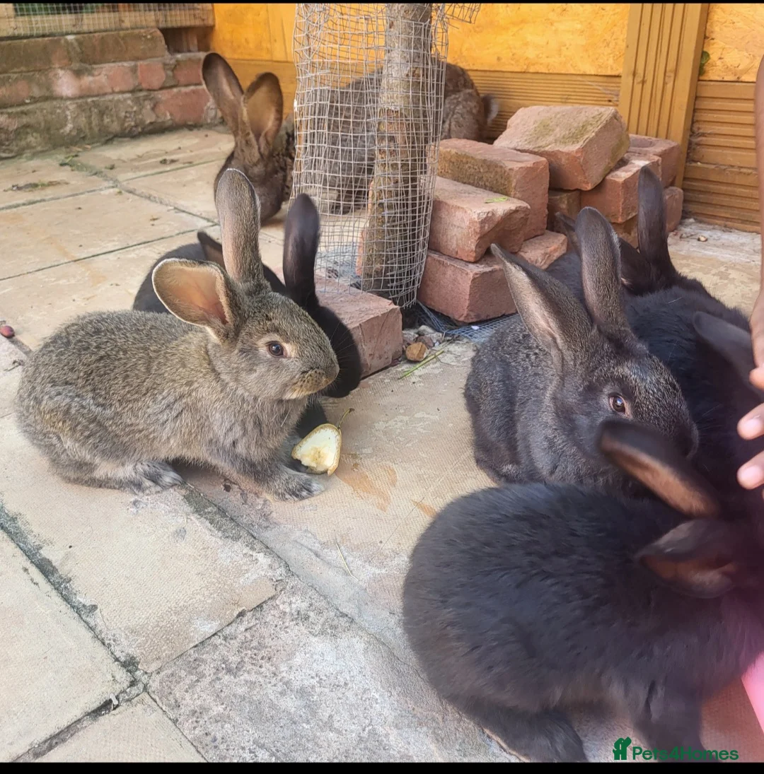 Continental Giant rabbits for sale: Giant Continental Rabbits READY TO LEAVE - Advert 2