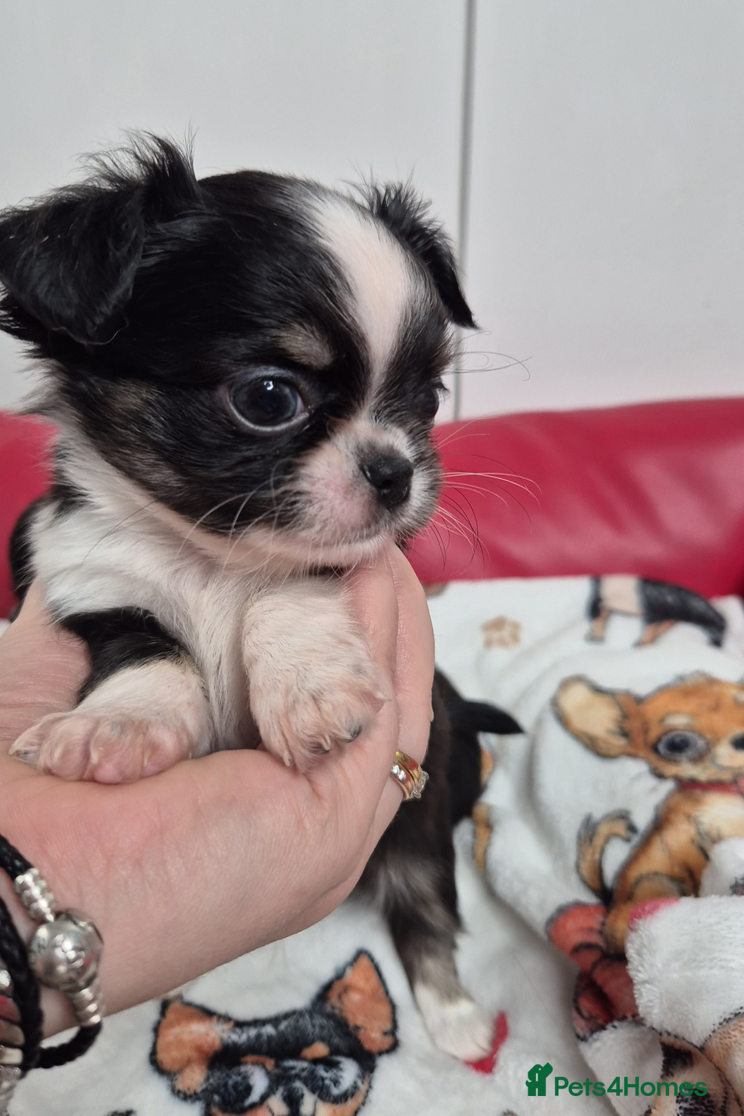 Chihuahua dogs for sale: Kc registered chihuahua puppies - Advert 3