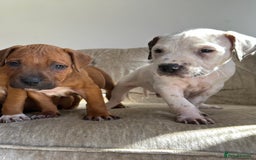 Staffordshire Bull Terrier dogs for sale: Amazing Red Staffordshire bullterrier puppies - Image 3