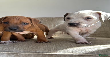 Staffordshire Bull Terrier dogs - Advert 5