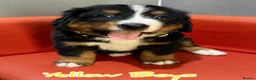 Bernese Mountain Dog dogs for sale: Bernese mountain Puppy  - Advert 9