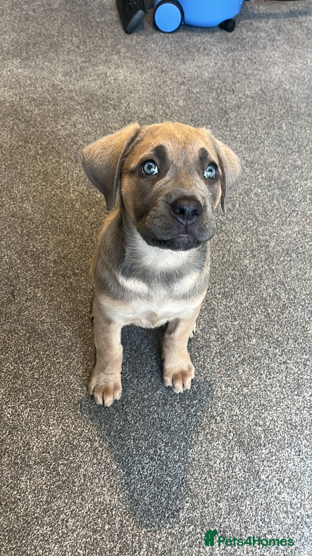 Cane Corso dogs for sale: Cane Corso Female 5 months  - Advert 2