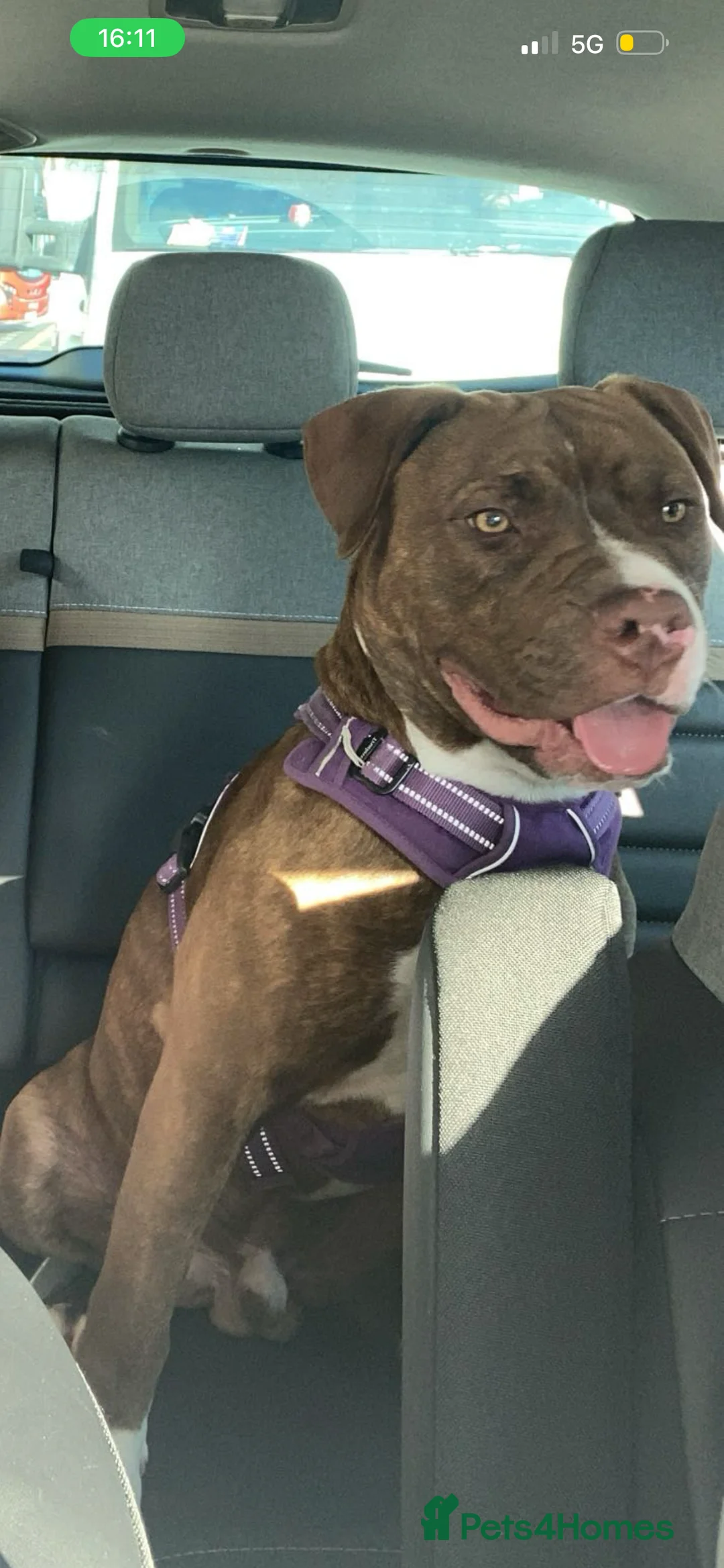 Mixed Breed dogs for sale: Cookie - Advert 1