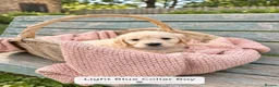 Golden Retriever dogs for sale: Beautiful KC Puppies No Endorsements  - Advert 9
