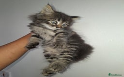 Ragdoll cats for sale: Kittens  - Image 9