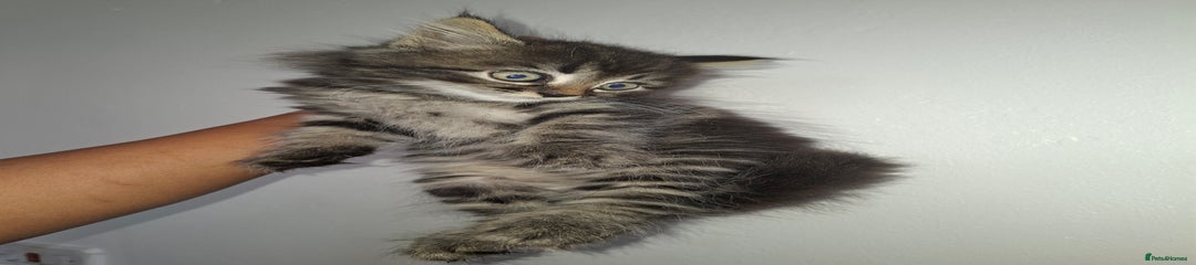 Ragdoll Kitten 3