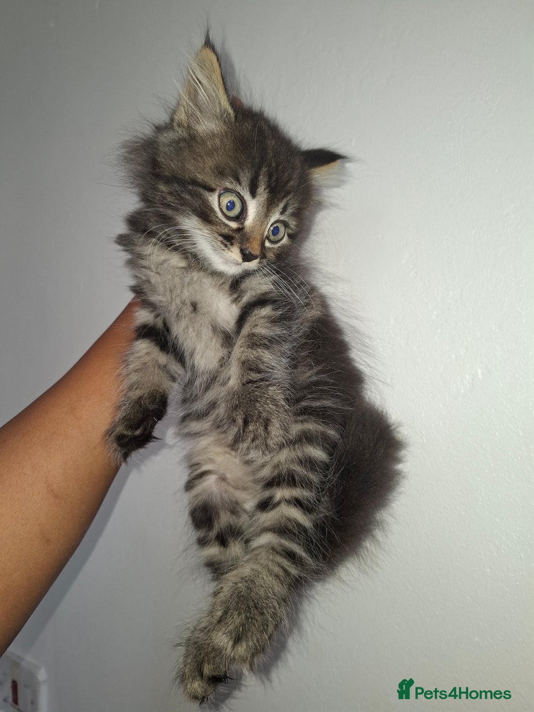 Ragdoll cats for sale: Kittens  - Image 9