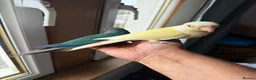Conures birds for sale: Green check conures tamed - Advert 11