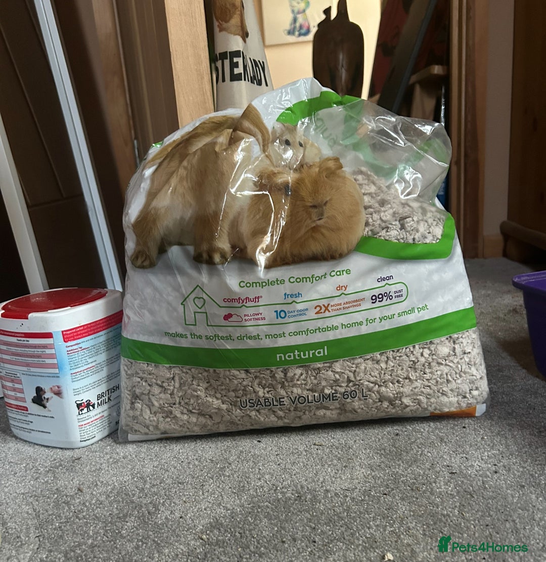 Hamster rodents for sale: Full hamster/mouse cage and setup  - Image 4
