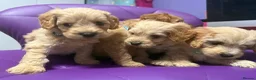 Cockapoo dogs for sale: Beautiful puppies  - Advert 5