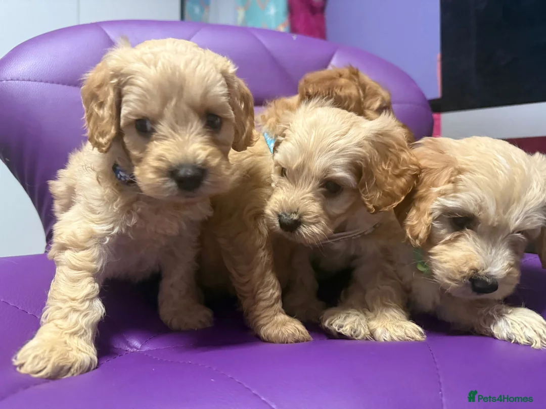 Cockapoo dogs for sale: Beautiful puppies  - Advert 5