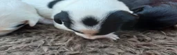 Lurcher dogs for sale: Soppy Bedlington Whippet lurcher puppies  - Advert 26
