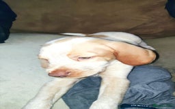 Mixed Breed dogs for sale: Sprizla pointer puppies for sale  - Image 5