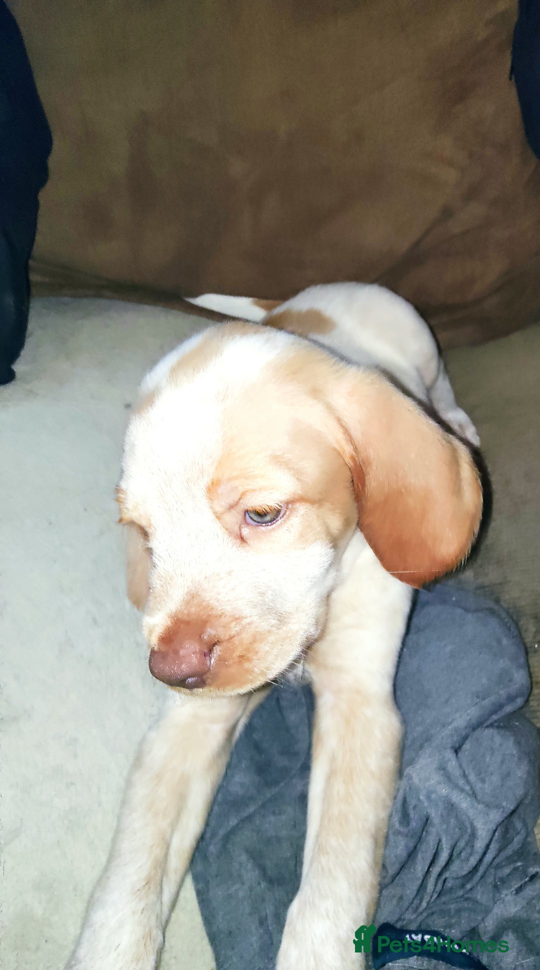 Mixed Breed dogs for sale: Sprizla pointer puppies for sale  - Image 5