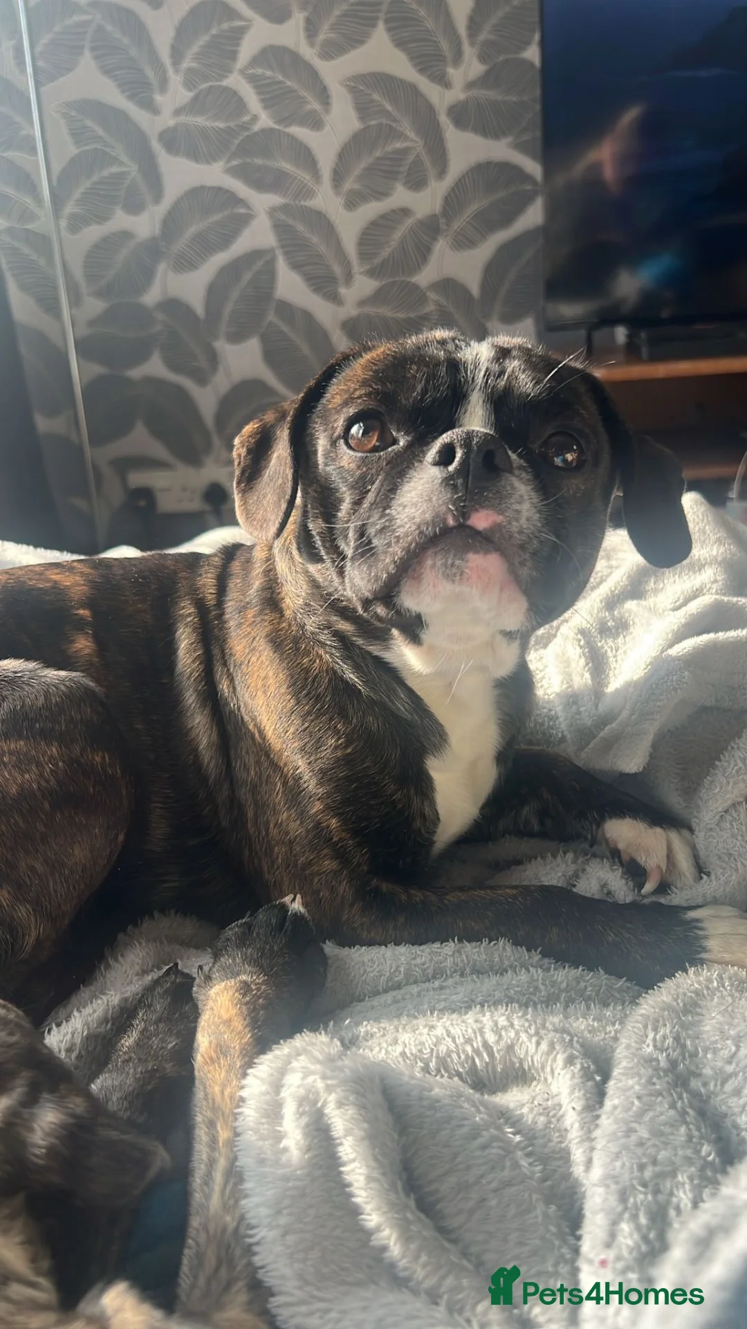 Mixed Breed dogs for sale: Meet Buddy  - Advert 2