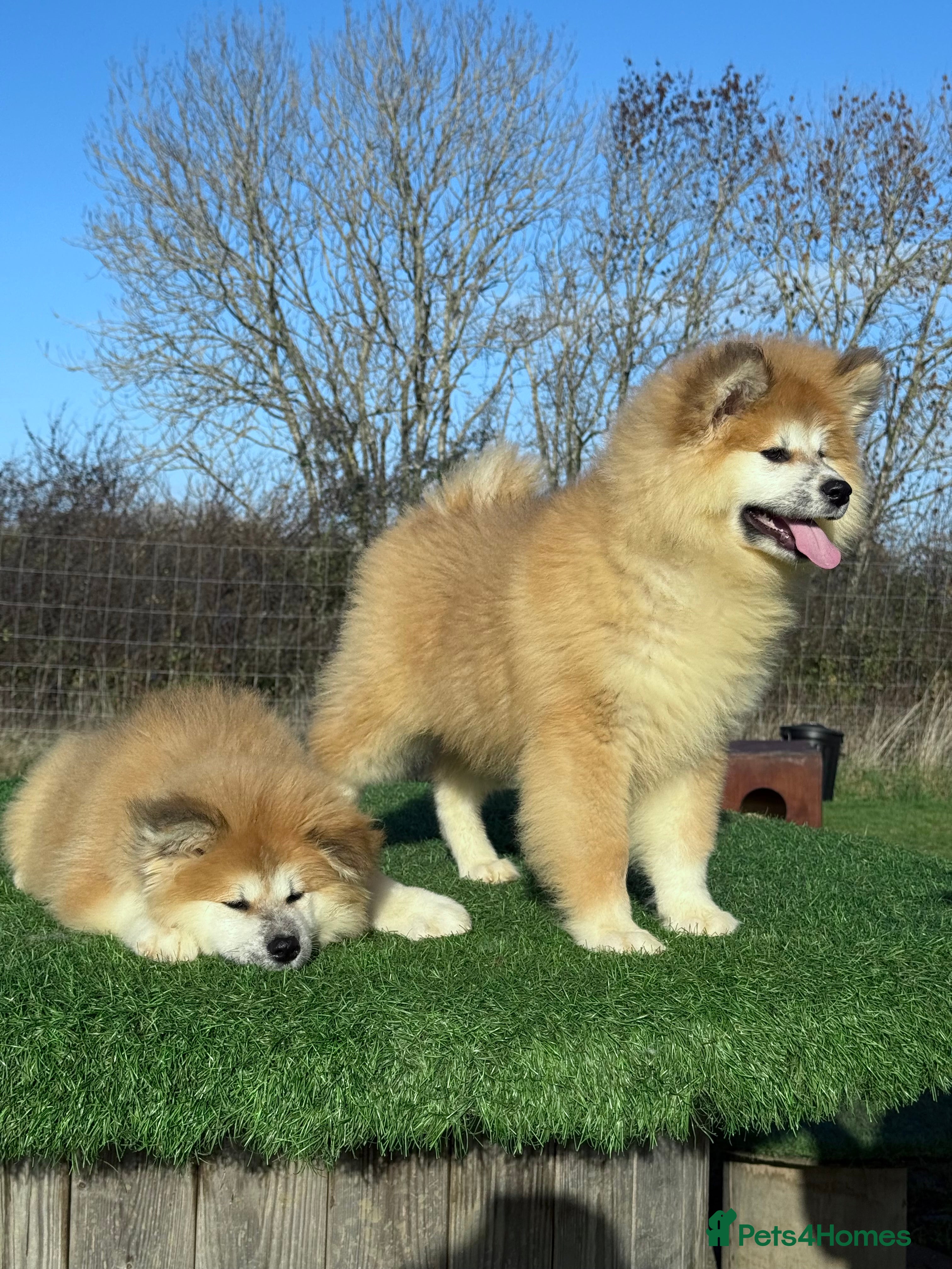 Japanese Akita Inu dogs 2 stunning longcoats - Advert 2