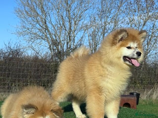 Japanese Akita Inu dogs 2 stunning longcoats - Advert 1