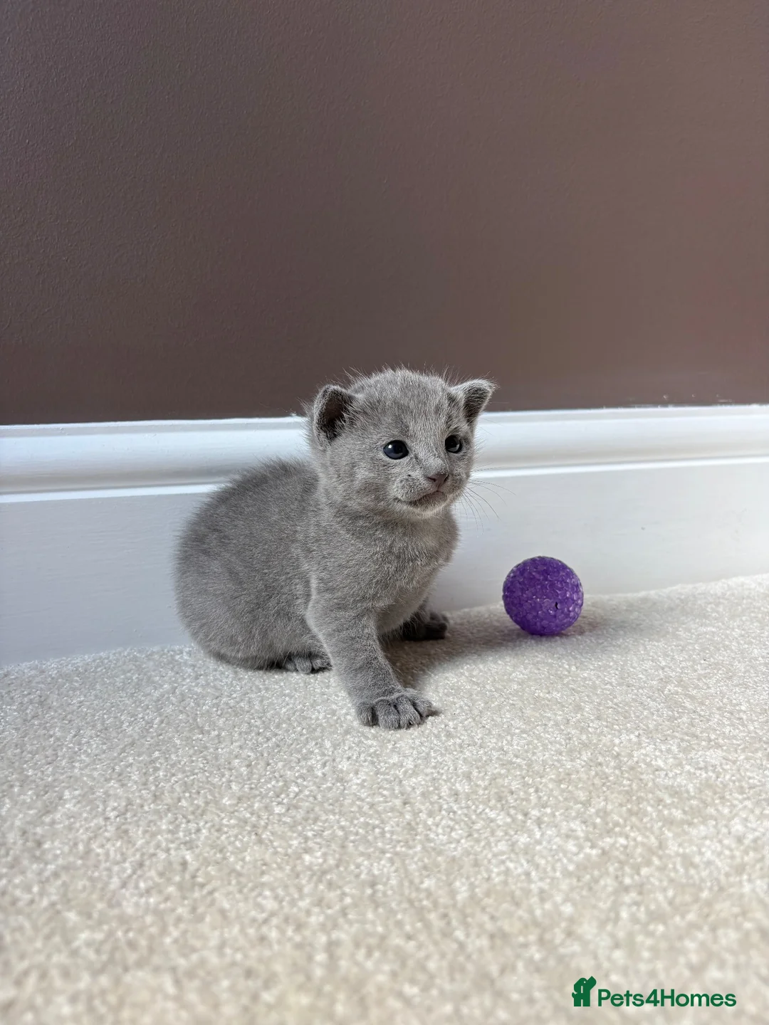 Russian Blue cats for sale: 💎 Stunning TICA Registered Russian Blue Kitten 💎 - Advert 2