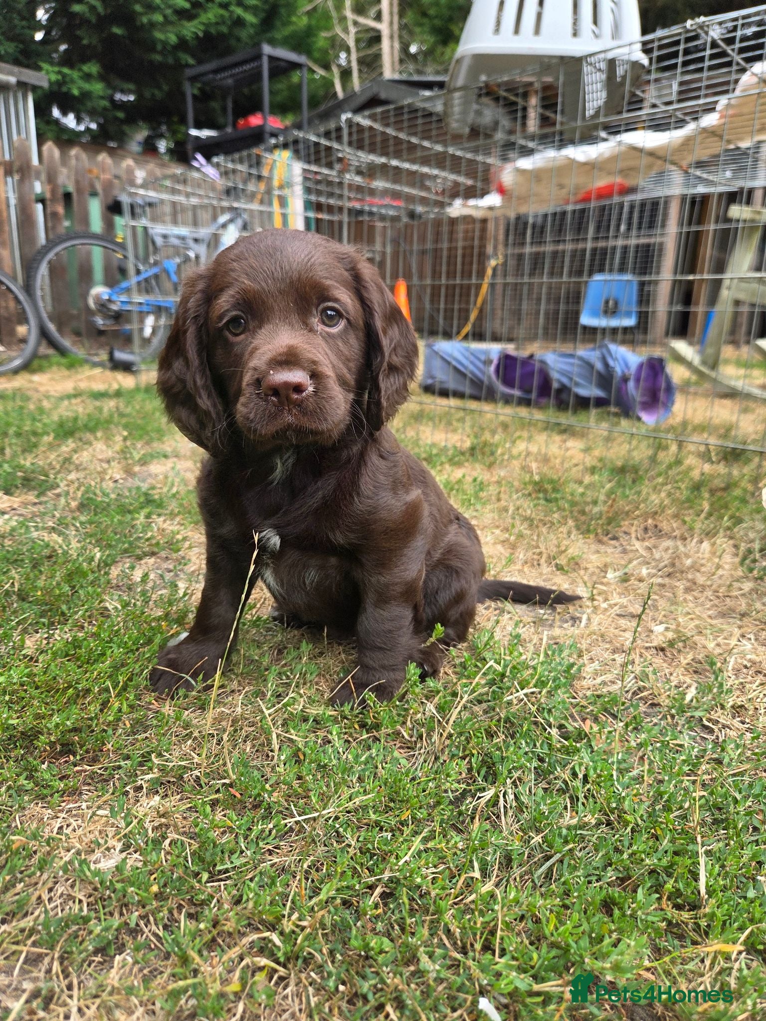 Cocker Spaniel dogs 2 Lovely chocolate cocker spaniel puppies for sale - Advert 1
