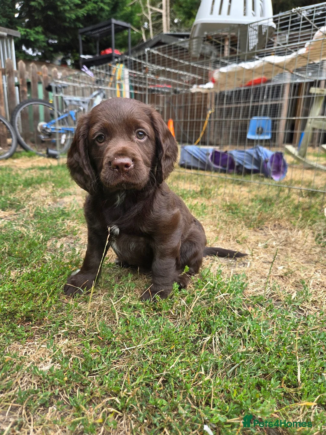 Cocker Spaniel dogs for sale: 2 Lovely chocolate cocker spaniel puppies for sale - Advert 1