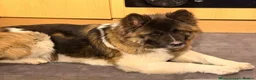 Akita dogs for sale: female american akita  in Mansfield - Advert 6