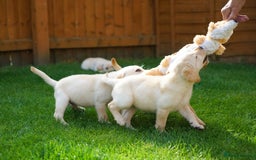 Labrador Retriever dogs for sale: Exceptional Health Tested KC Labrador Puppies - Image 7