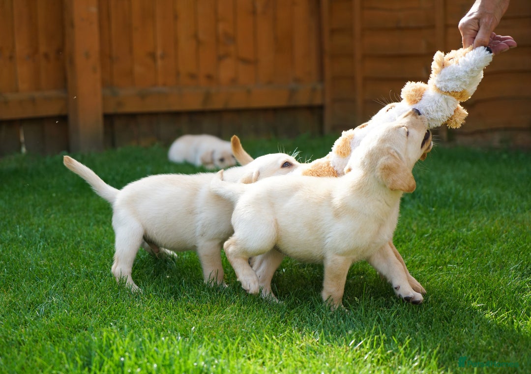 Labrador Retriever dogs for sale: Exceptional Health Tested KC Labrador Puppies - Image 7