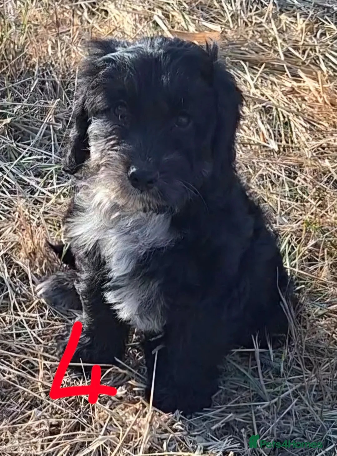 Cockapoo dogs for sale: Fully vaccinated F1 Cockapoo Pups  - Advert 2
