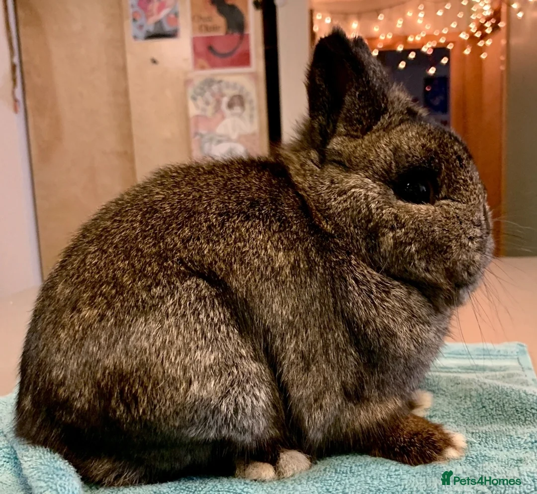 Netherland Dwarf rabbits for sale: SMALL/SHOW NETHERLAND DWARF RABBIT WANTED  - Advert 6