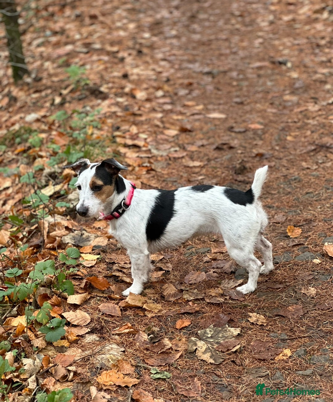 Jack Russell dogs for sale: Beautiful Jack Russell Litter - Image 5