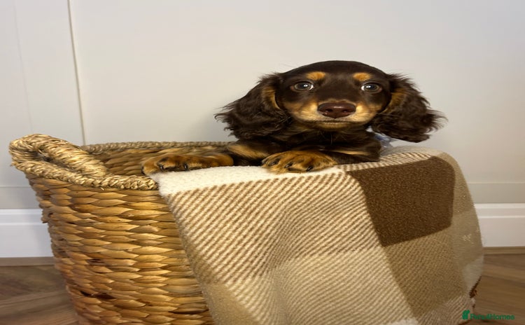 Miniature Dachshund dogs - Advert 8