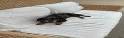 Dachshund dogs for sale: Tri dapple pups - Advert 3