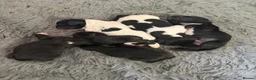 Sprocker dogs for sale: 4 x Sprocker pups for sale  - Advert 3