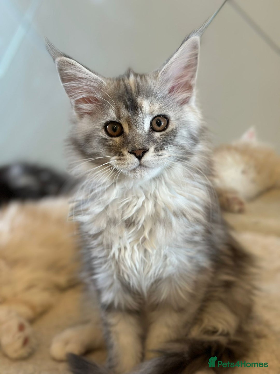 Maine Coon cats for sale: Pedigree Maine coon kittens purebreed XL in Waterlooville - Image 19