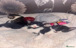 Mixed Breed cats for sale: 6 kittens to a loving home  - Image 1