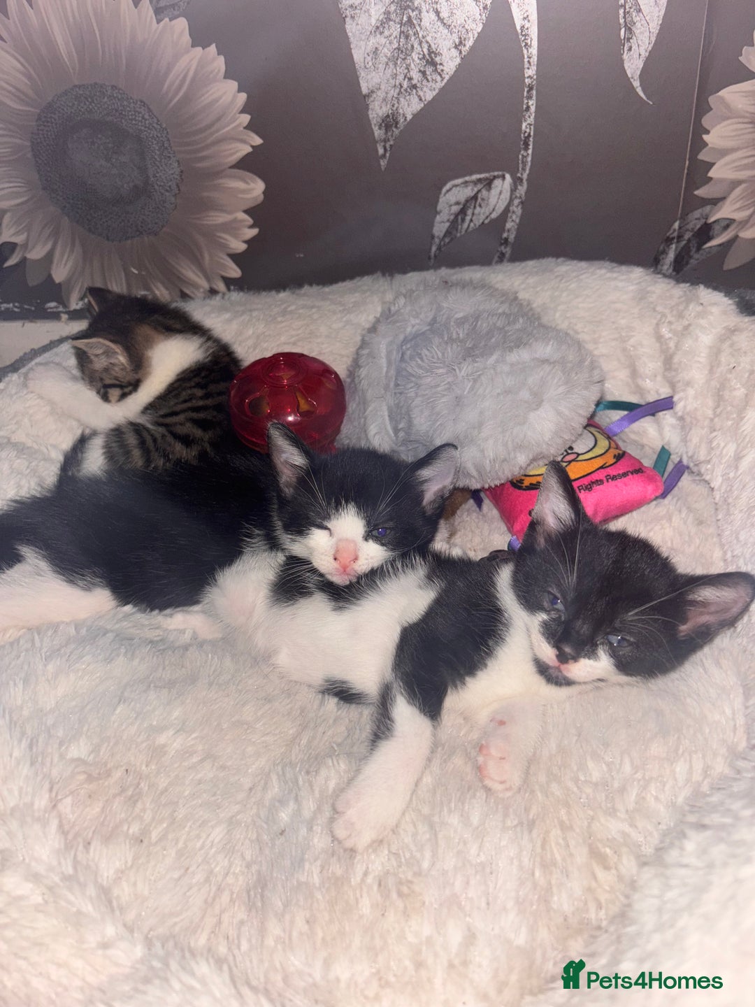 Mixed Breed cats for sale: 6 kittens to a loving home  - Image 1