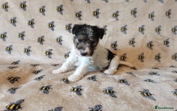 Fox Terrier dogs for sale: Gorgeous Wire Fox Terrier Pup Available. - Image 6