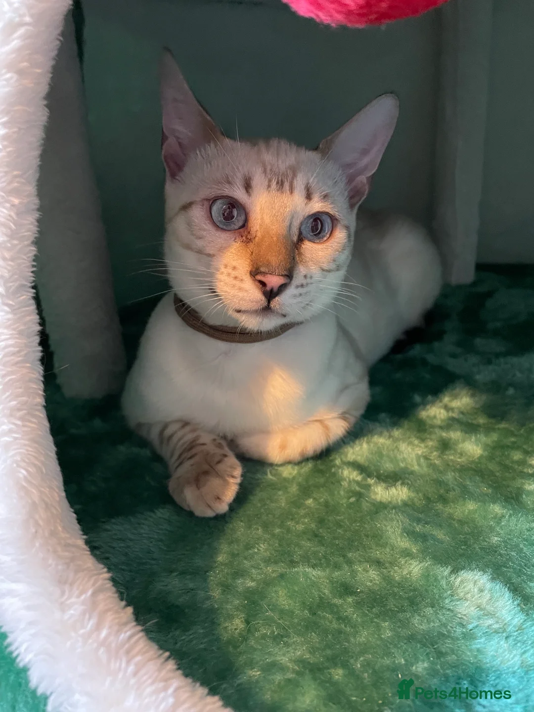 Bengal cats for sale:  Beautiful Bengals able to leave. - Advert 5