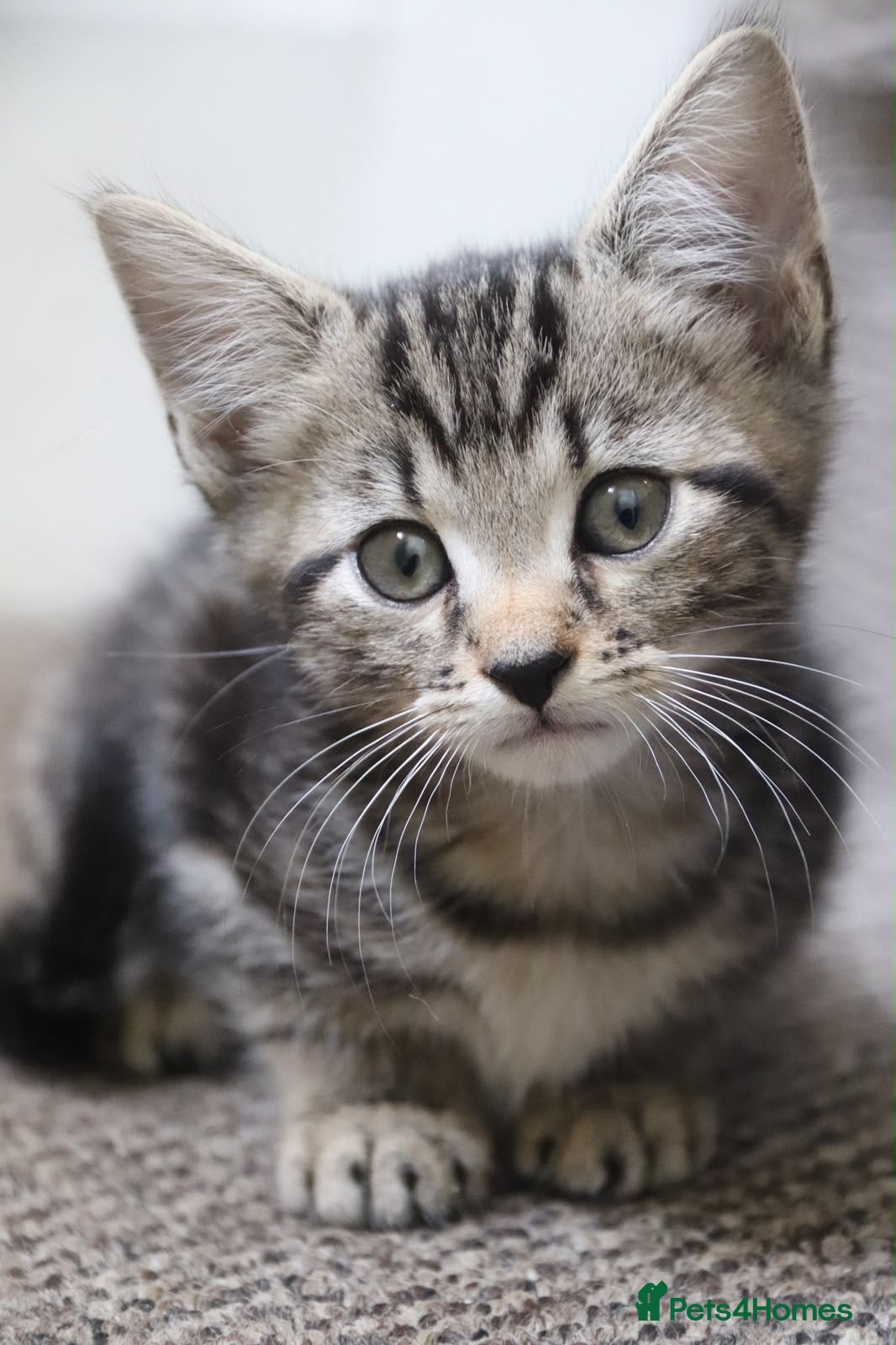 Mixed Breed cats Stunning part Siamese kittens ready now  - Advert 2