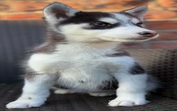 Siberian Husky dogs for sale: Siberian husky puppies - Image 10