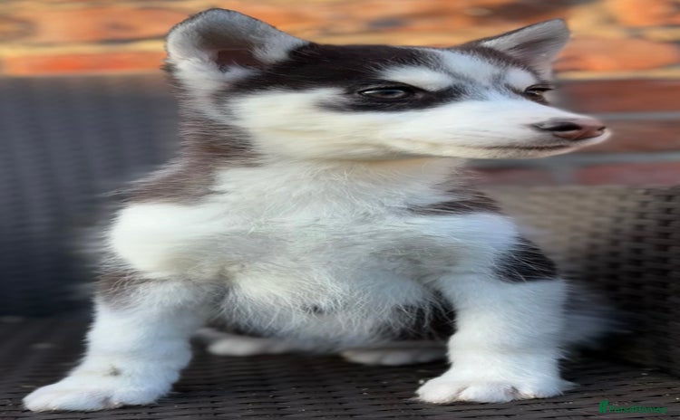 Siberian Husky dogs Siberian husky puppies - Advert 2