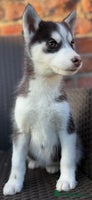 Siberian Husky dogs Siberian husky puppy bitch - Advert 8