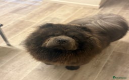 Chow Chow dogs for stud: Blue chow chow for stud  - Image 3