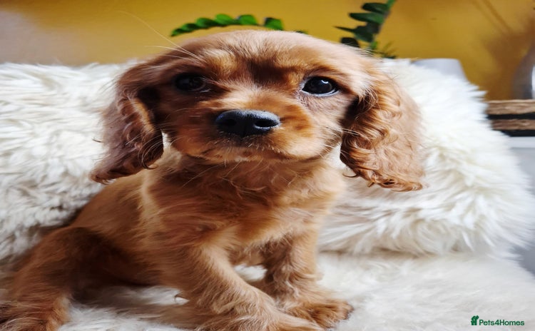 Cavalier King Charles Spaniel dogs - Advert 11