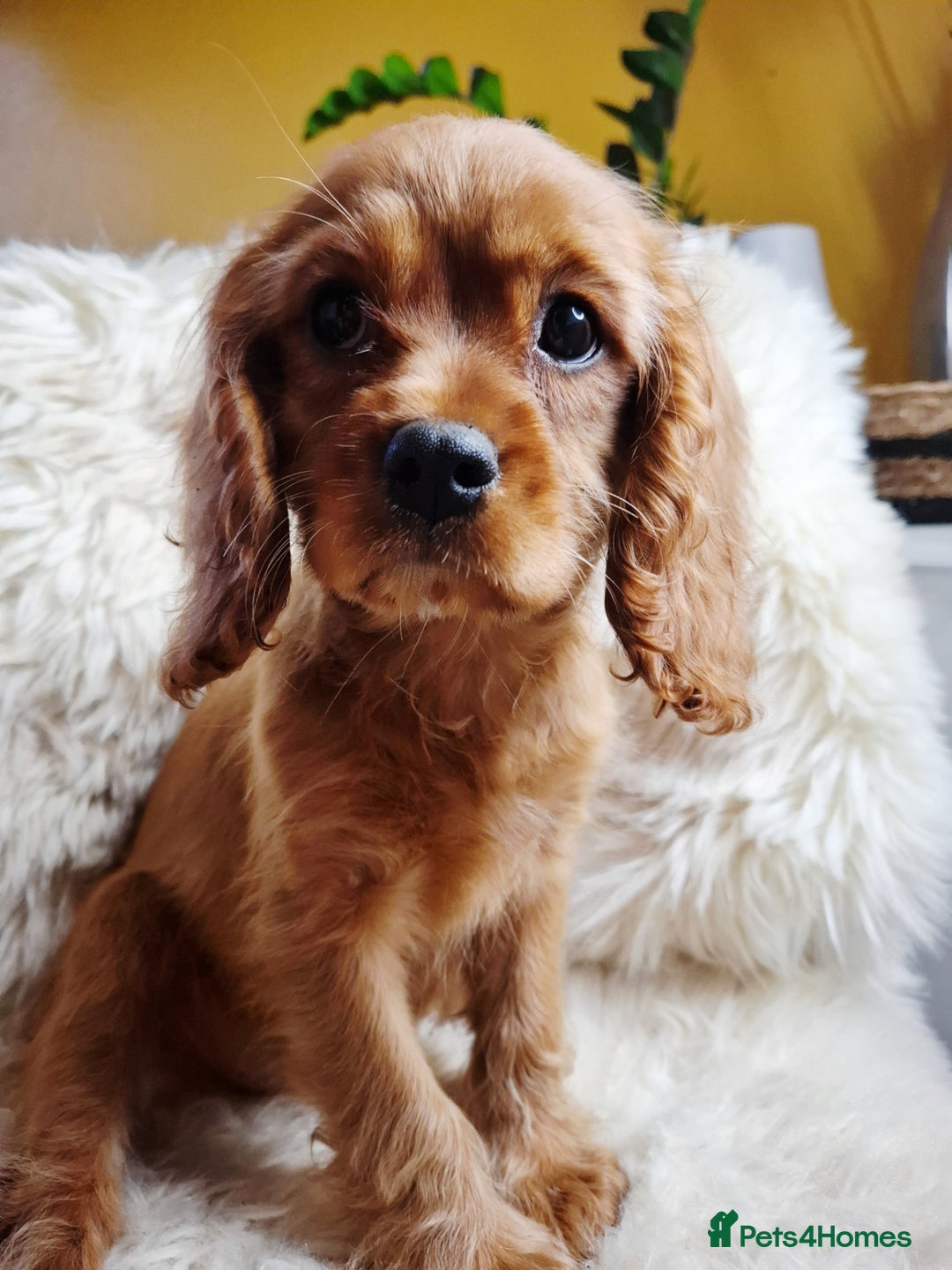 Cavalier King Charles Spaniel dogs for sale: Ruby Cavalier boy– Sweet, Healthy, Ready NOW - Image 1