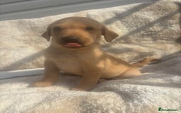 Labrador Retriever dogs for sale: 8 Kennel club reg  health tested chunky Labradors  - Image 24