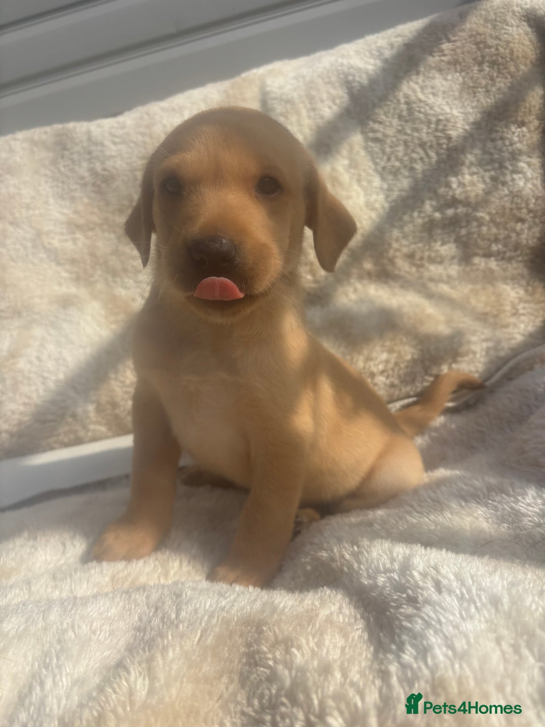 Labrador Retriever dogs for sale: 8 Kennel club reg  health tested chunky Labradors  - Image 24