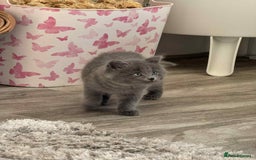 Persian cats for sale: Persian x kittens  - Image 8