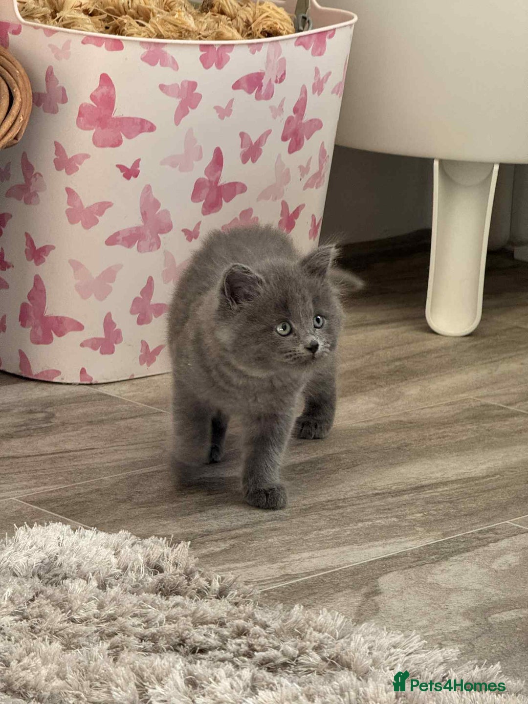 Persian cats for sale: Persian x kittens  - Image 8